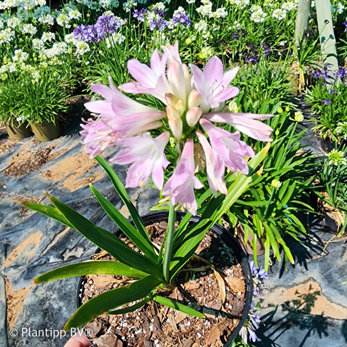 Afrikaanse lelie 'Blush Pink' - Bakker
