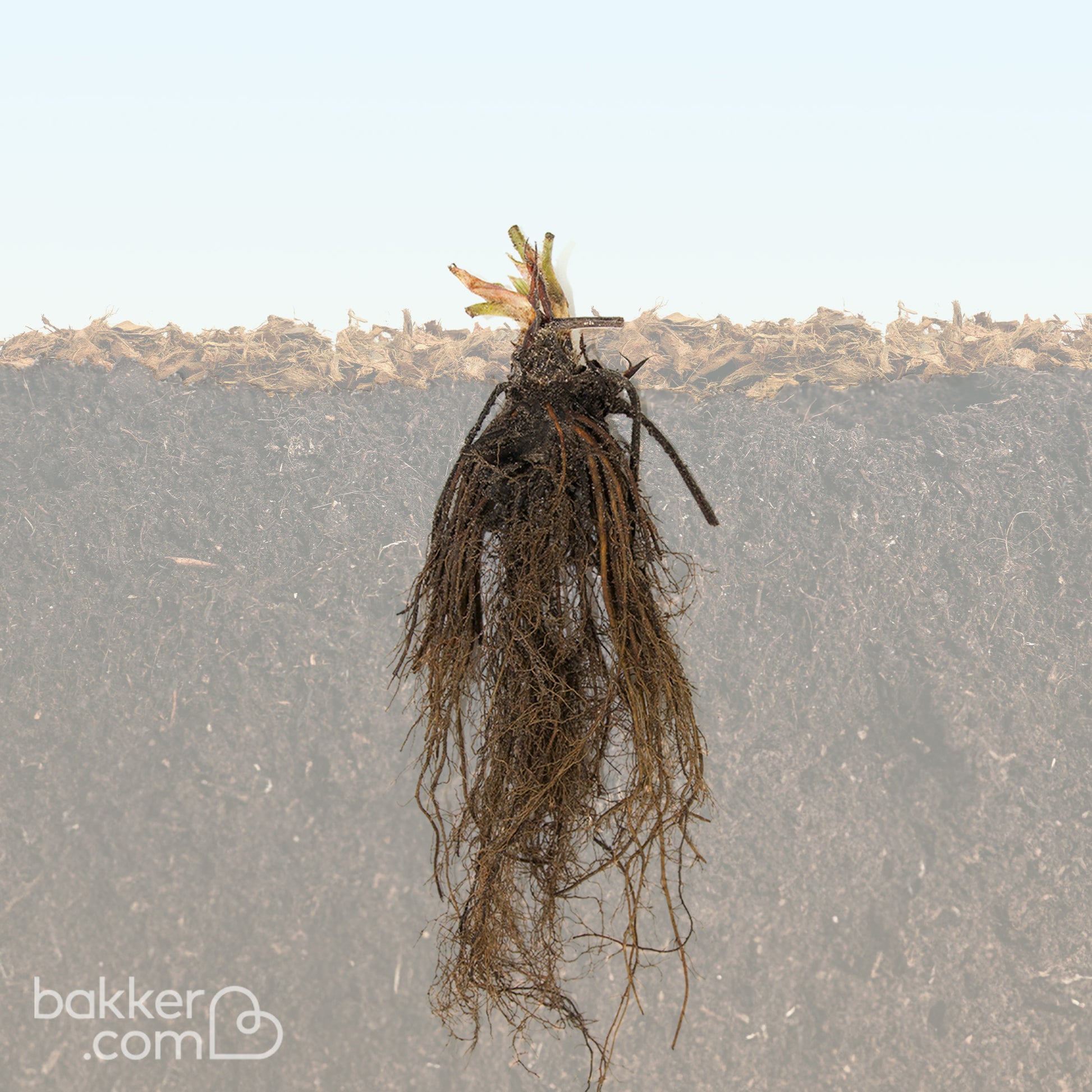 Fragaria vesca reine des vallées - Bosaardbei 'Reine des Vallées' - Aardbei