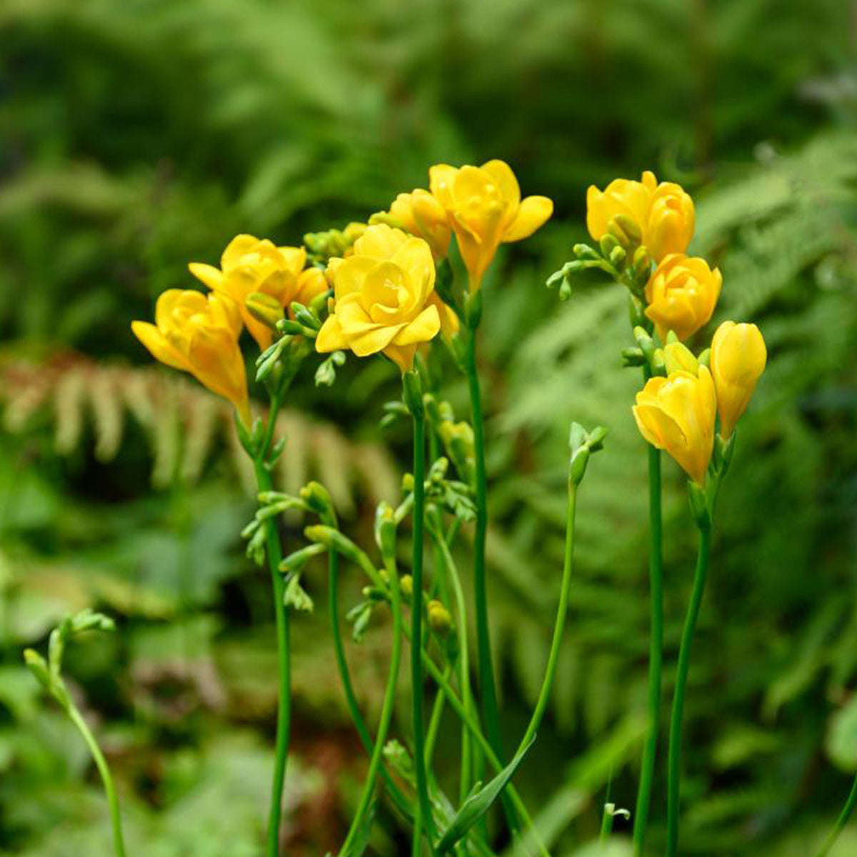 Dubbele gele freesia's (x25) - Freesia Double Jaune - Bakker