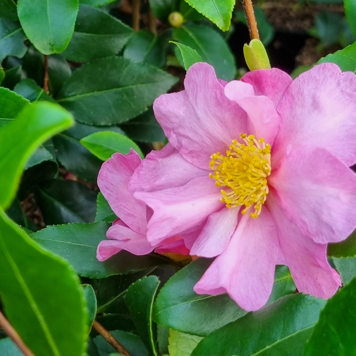 Camellia sasanqua Cleopatra - Herfstcamelia - Camellia