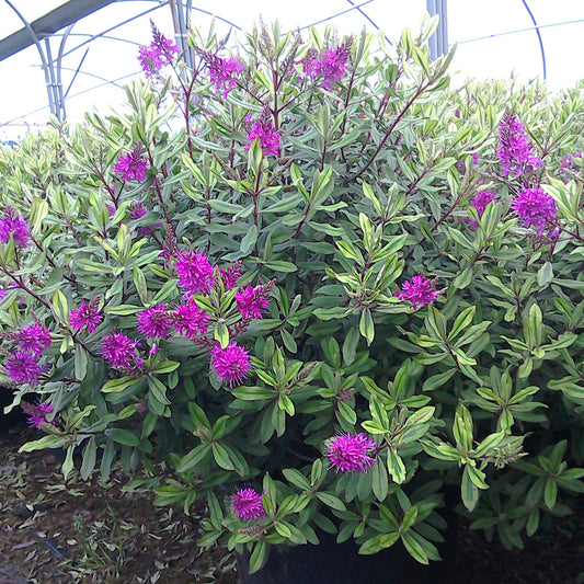 Struikveronica - Bakker