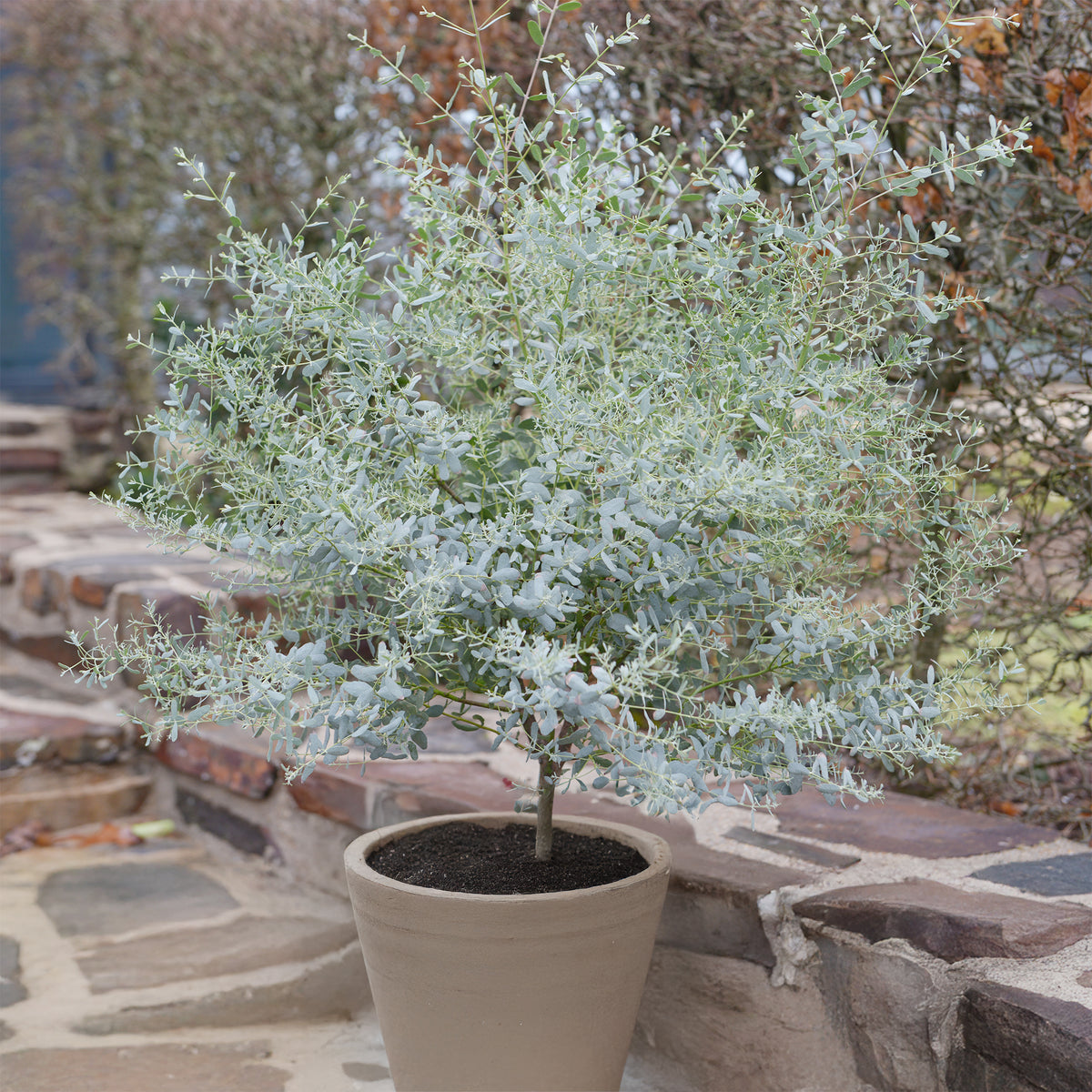 Gomboom 'Fance Bleu'® 'Rengun' - Bakker