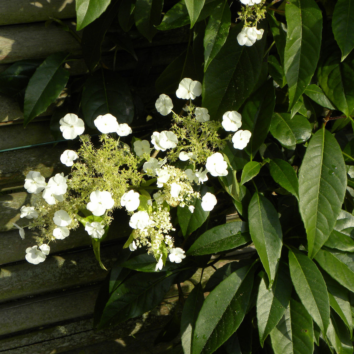 Hydrangea seemanii - Klimhortensia Seemanii - Klimhortensia