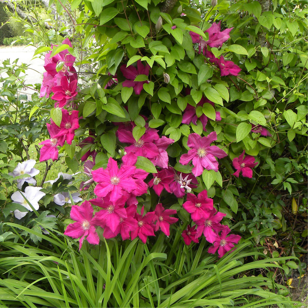 Verkoop Bosrank 'Ernest Markham' - Clematis viticella Ernest markham