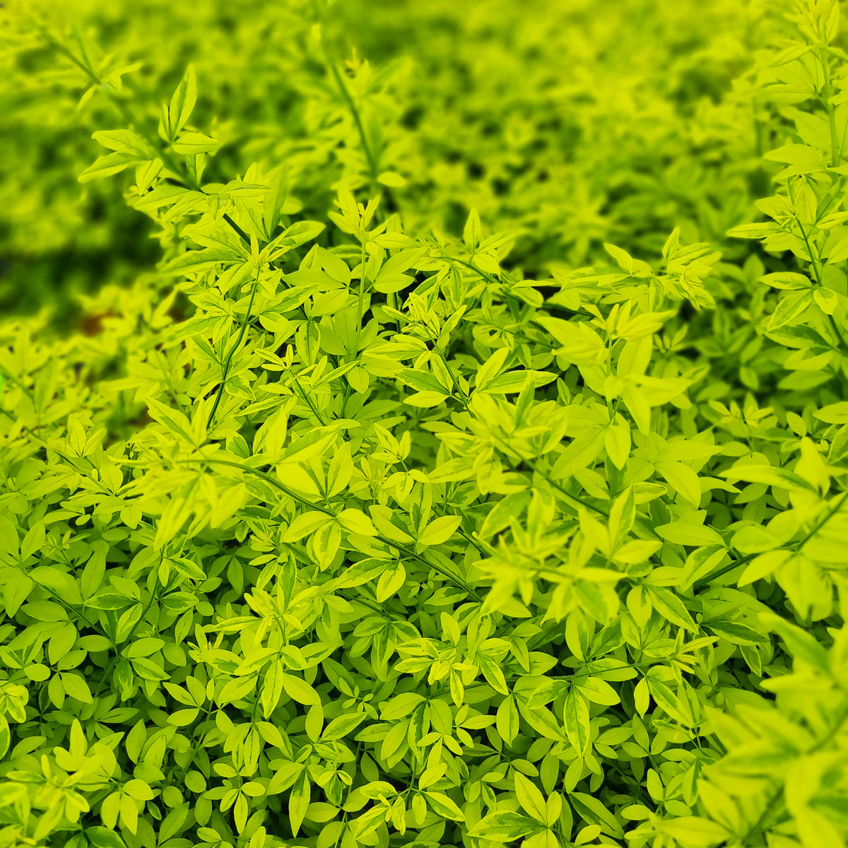 Jasminum mesnyi Gold Touch - Jasmijn Gold Touch - Sterjasmijn - Trachelospermum
