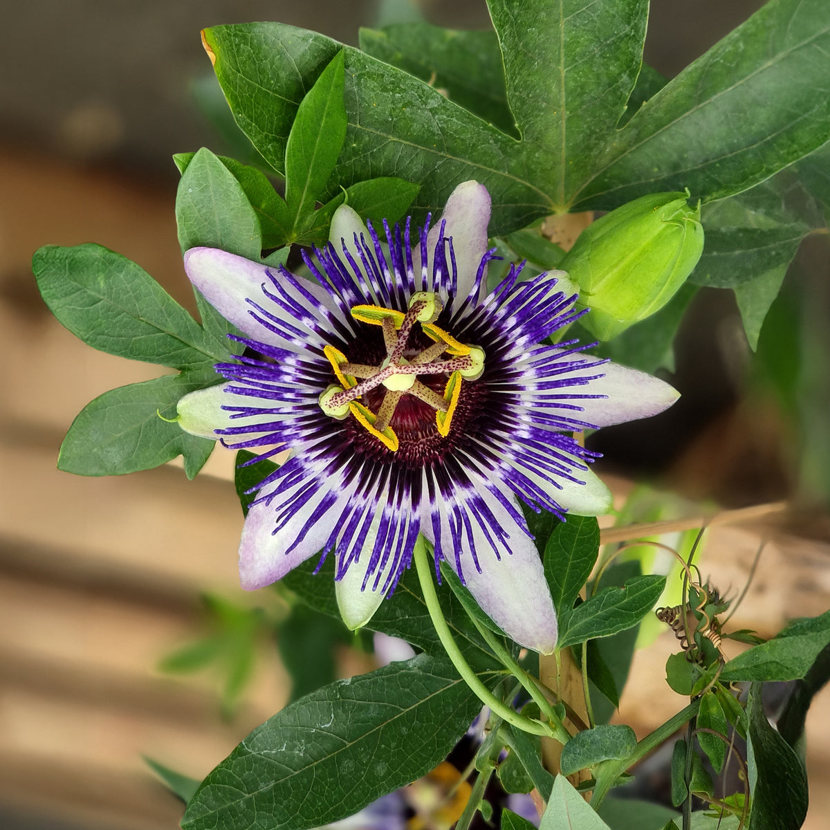 Passiflora Damsel's Delight® - Passiebloem Damsels Delight® - Passiebloem