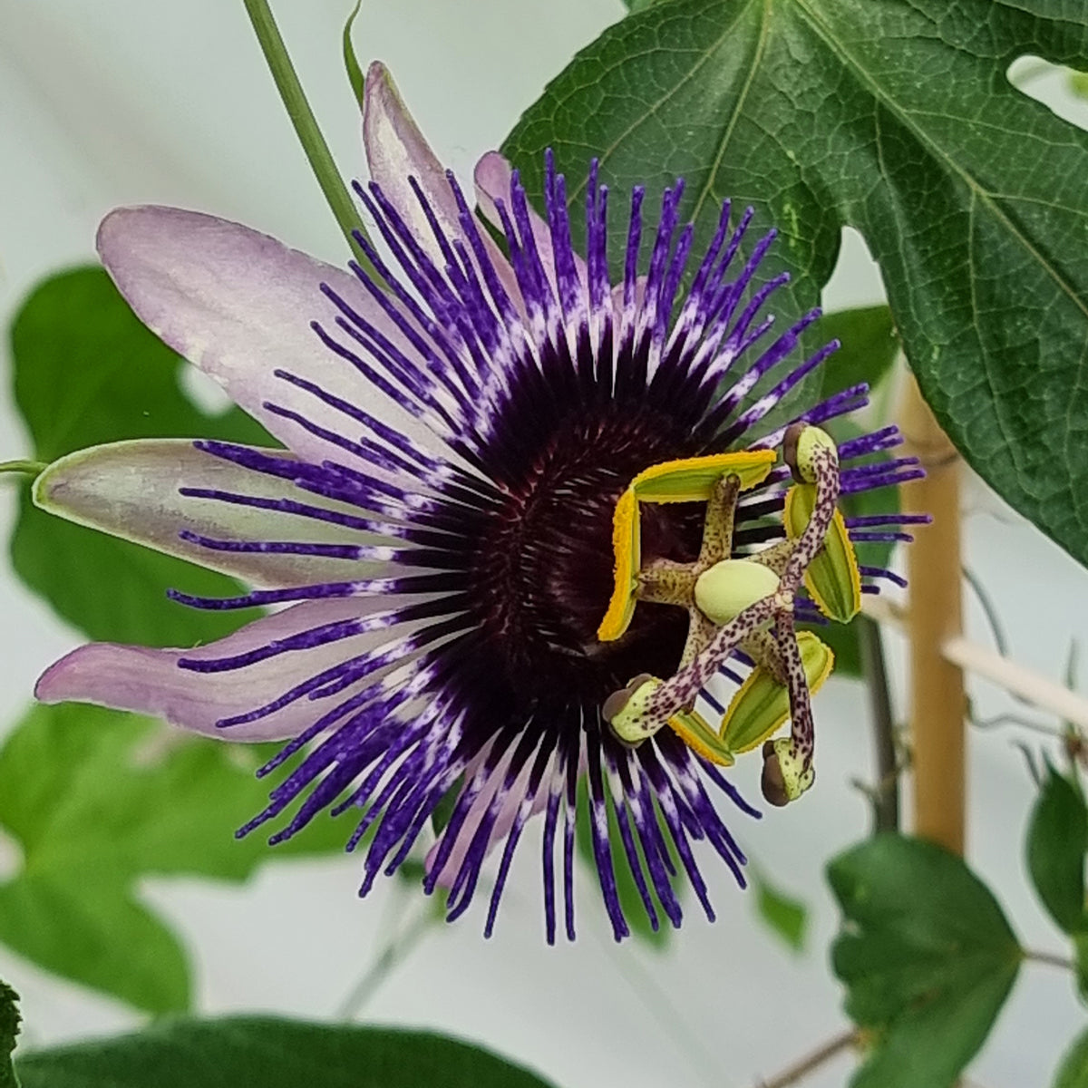 Passiebloem Damsels Delight® - Passiflora Damsel's Delight® - Bakker