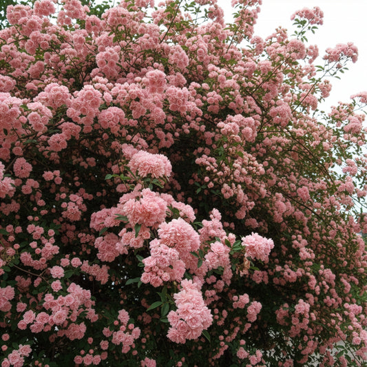 Klimroos Rosea - Bakker