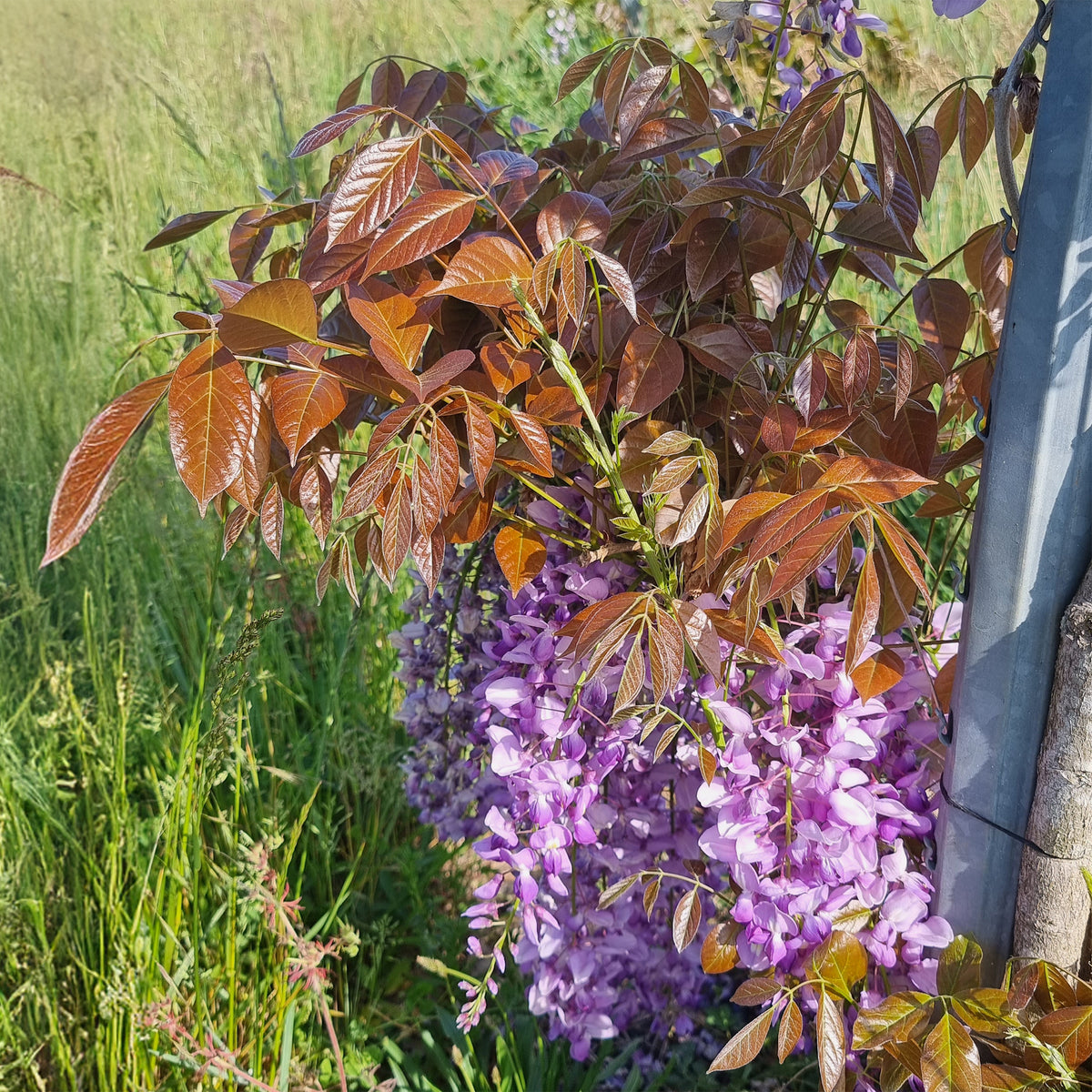 Blauwe regen Blue Line Copper Leo - Wisteria sinensis Blue Line® Copper Leo - Bakker