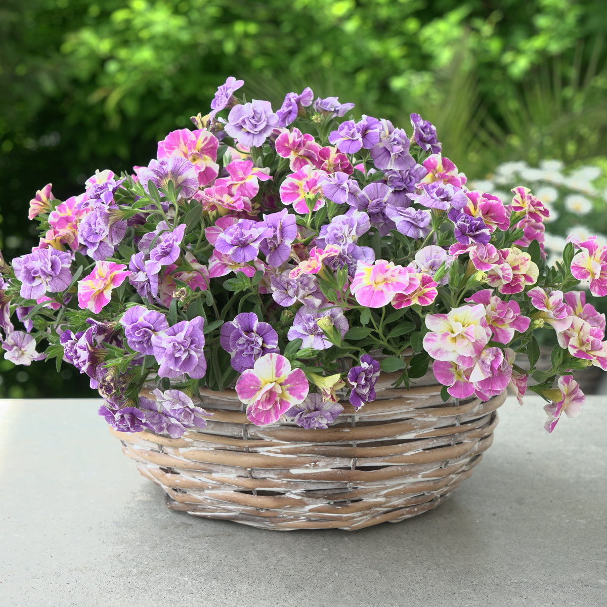 Calibrachoa Dubbel Loopy Lavendel + Roze - Calibrachoa Double Loopy Lavender + Pink - Bakker