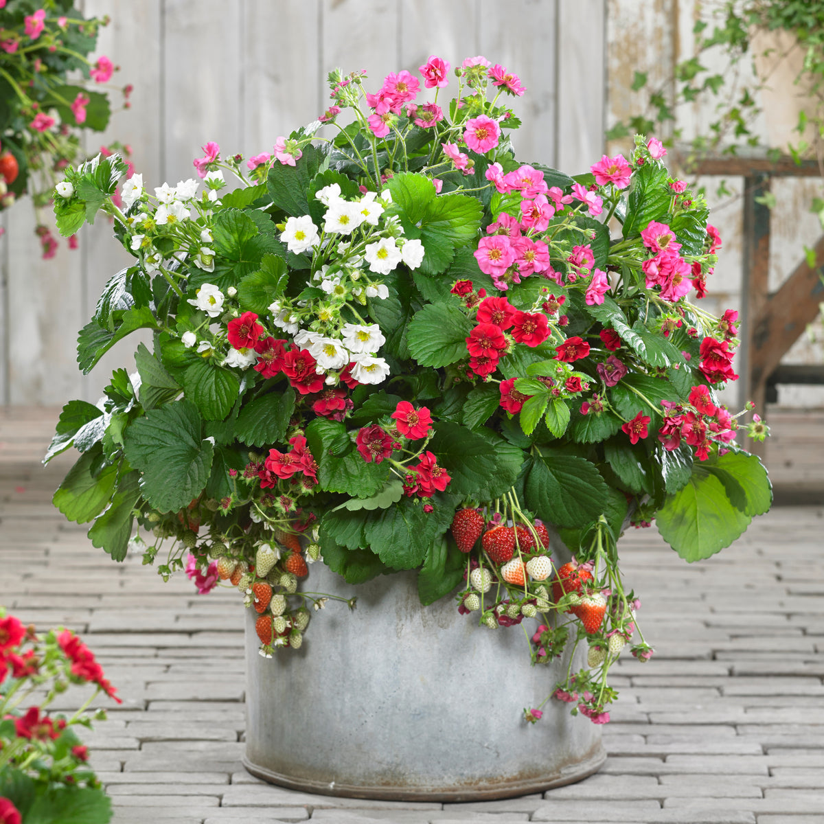 Fragaria Summer Breeze (rood, roze + wit) - Fragaria Summer Breeze (red, pink + white) - Bakker