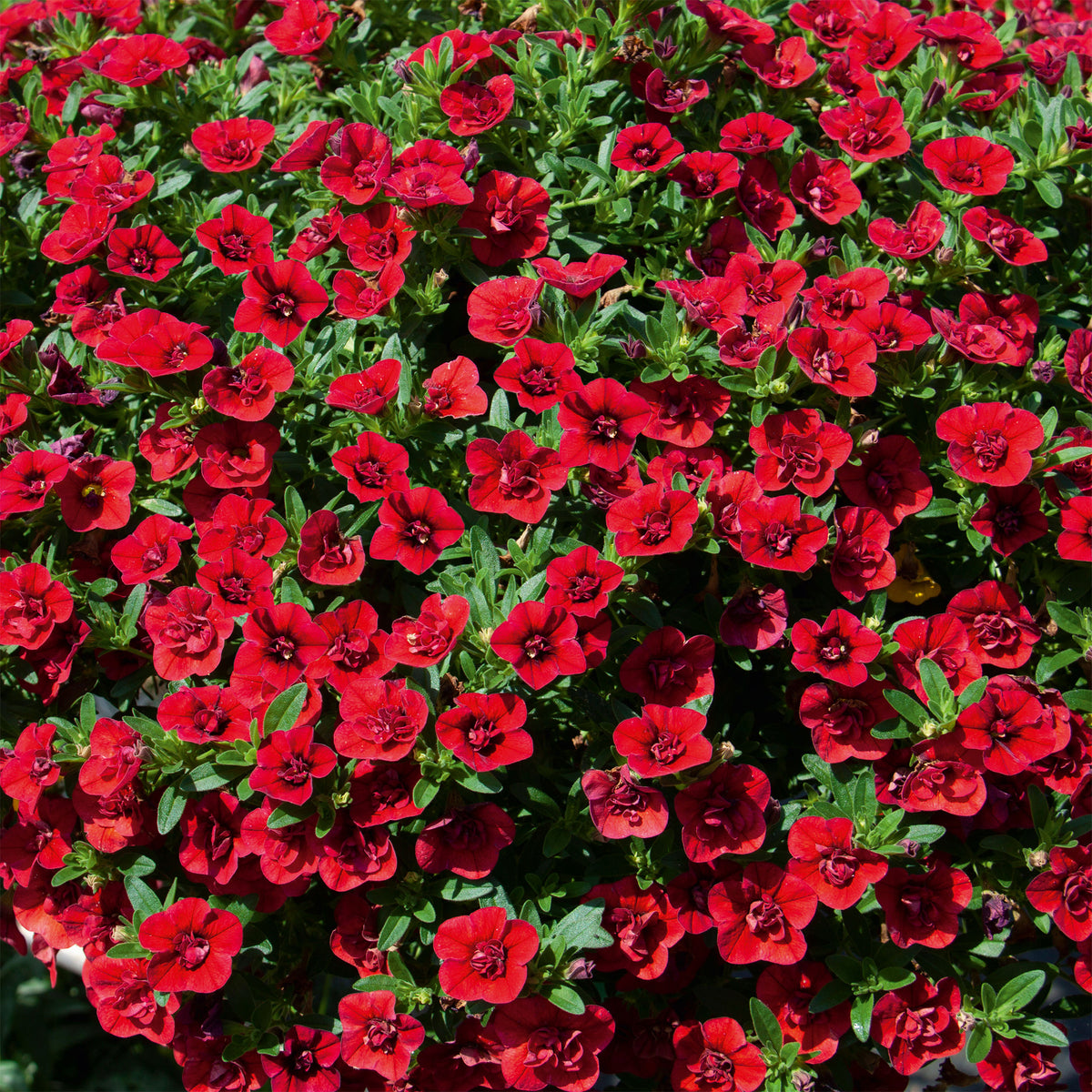 Rode dubbelbloemige mini-petunia (x3) - Bakker