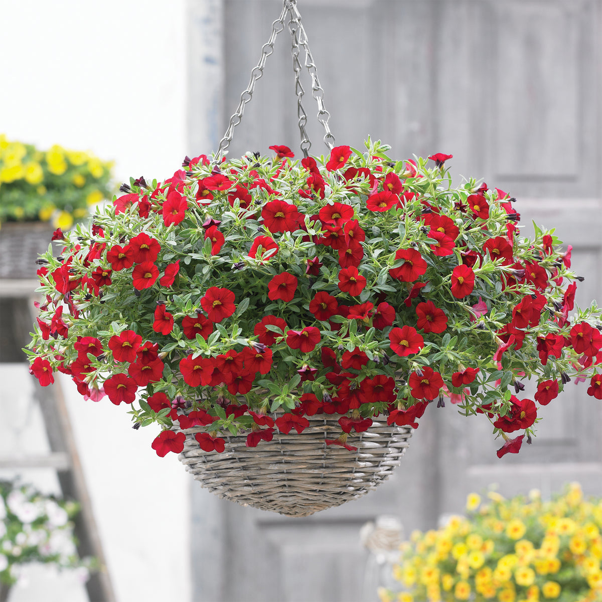 Rode mini-petunia (x3) - Bakker