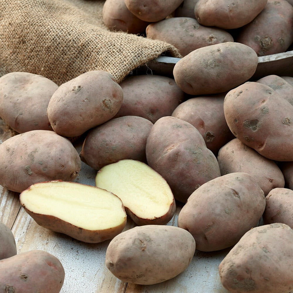 Aardappel 'Désirée' - Solanum tuberosum désirée - Bakker