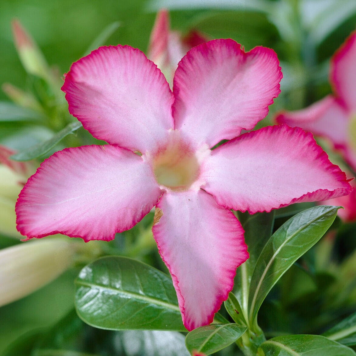 Adenium Obesum Flor Rocío Gotas De - Foto gratis en Adenium Obesum Flor Rocío Gotas De - Foto gratis en