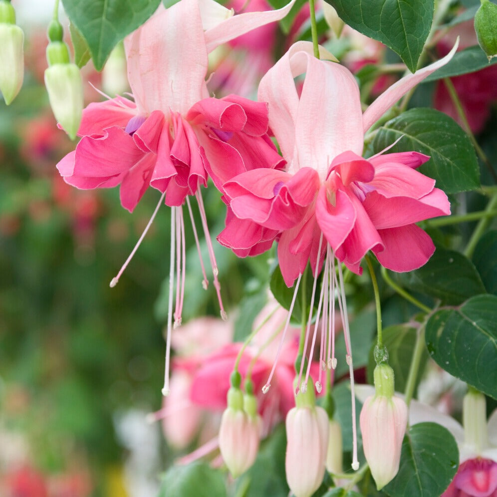 Plantenpakketten balkon en terras - Bellenplant Mix 'Bicentennial' + 'Dark Eyes' + 'Bella Rosel' (x6) - Fuchsia Bicentennial, Dark Eyes, Bella Rosella