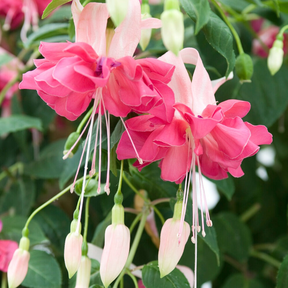 Dubbelbloemige fuchsia 'Bella Rosella' (x3) - Fuchsia Bella Rosella - Bakker