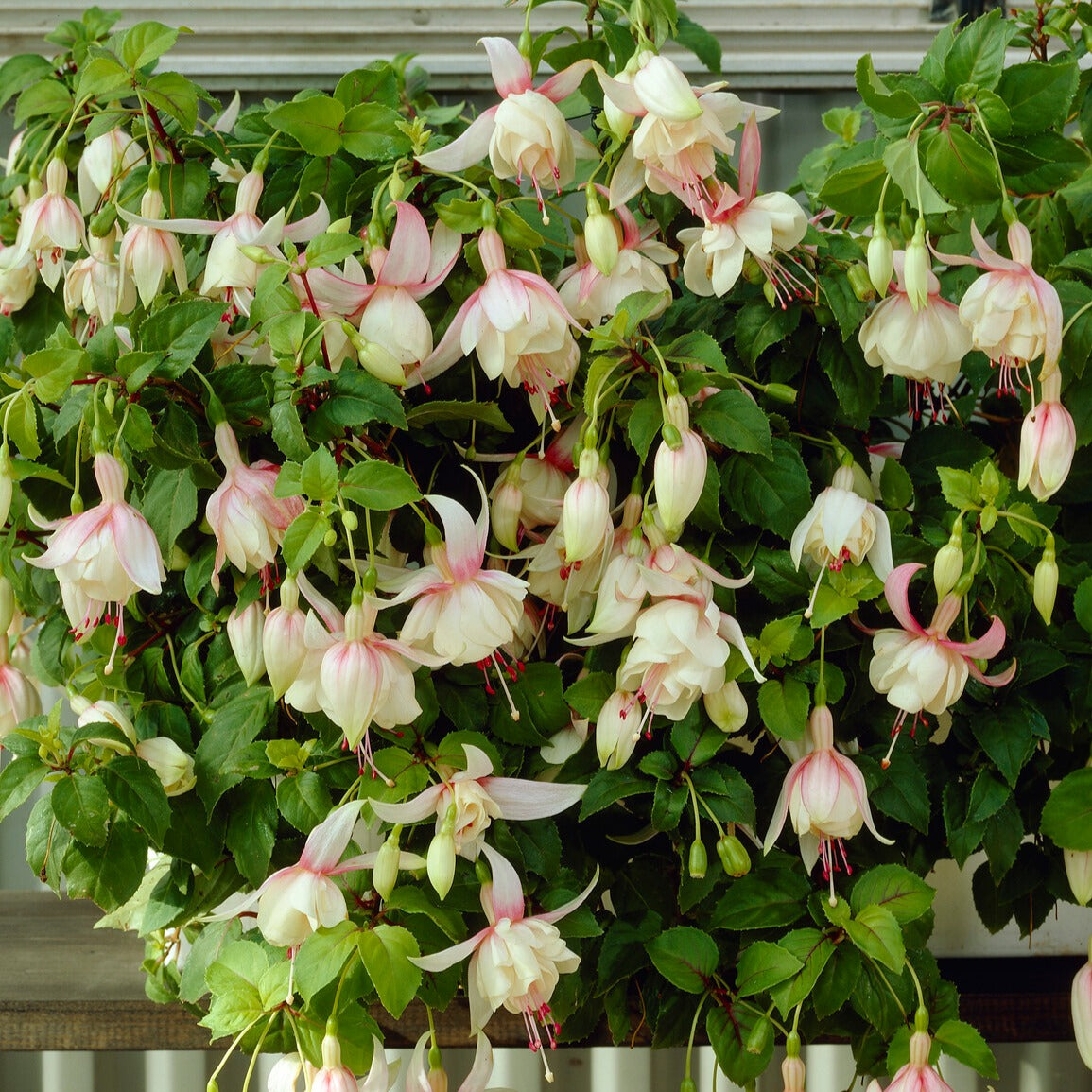 Fuchsia annabel - Fuchsia 'Annabel' - winterhard (x3) - Fuchsia