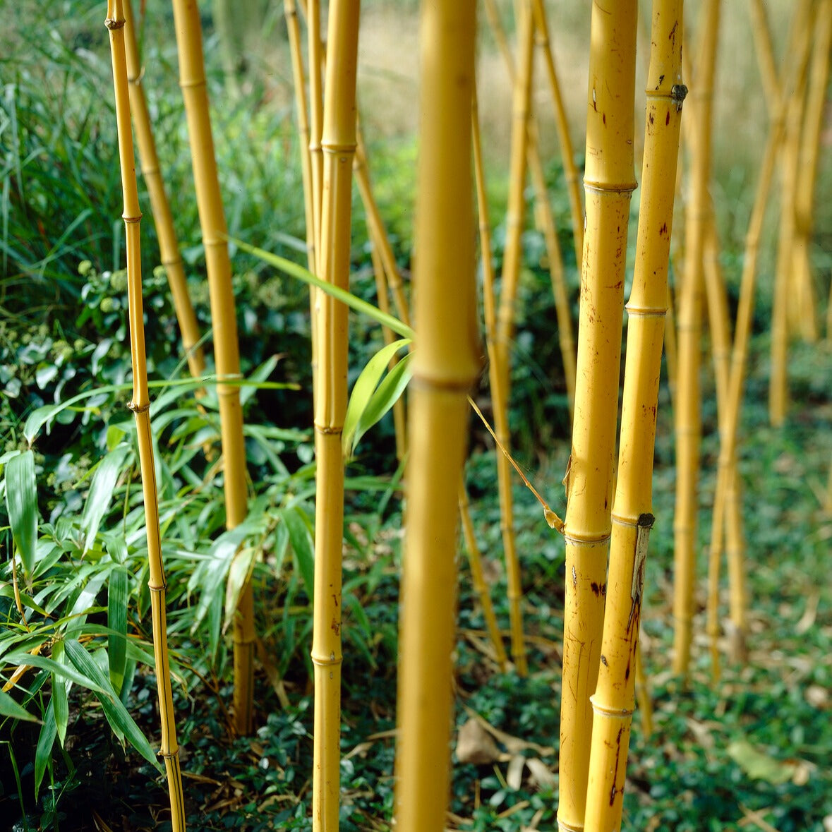 Bamboe Phyllostachys 'Aureocaulis' - Phyllostachys aureosulcata aureocaulis - Bakker