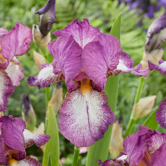 Baardiris 'Autumn Encore' (x3) - Iris germanica Autumn Encore - Bakker