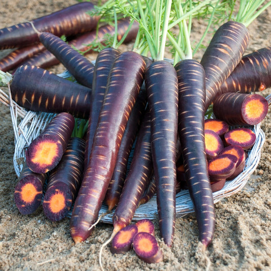 Paarse wortel 'Purple Haze F1' - Bakker