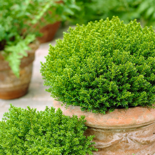 Struik veronica 'Emerald Green' - Bakker