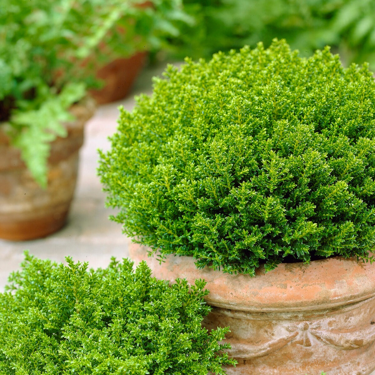 Struik veronica 'Emerald Green' - Bakker