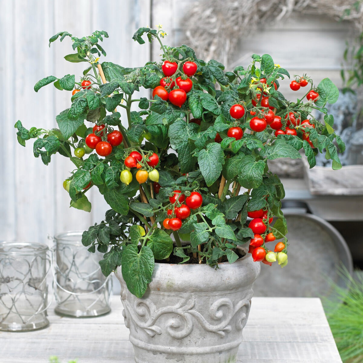 Tomate-cerise Coeur d'amour - Bakker