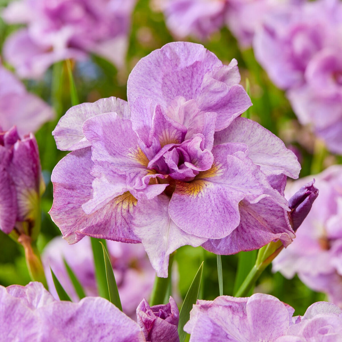 Iris sibirica Double Standard, Concord Crush, Pink Parfait - Siberische iris Mix - Iris sibirica - Siberische lis