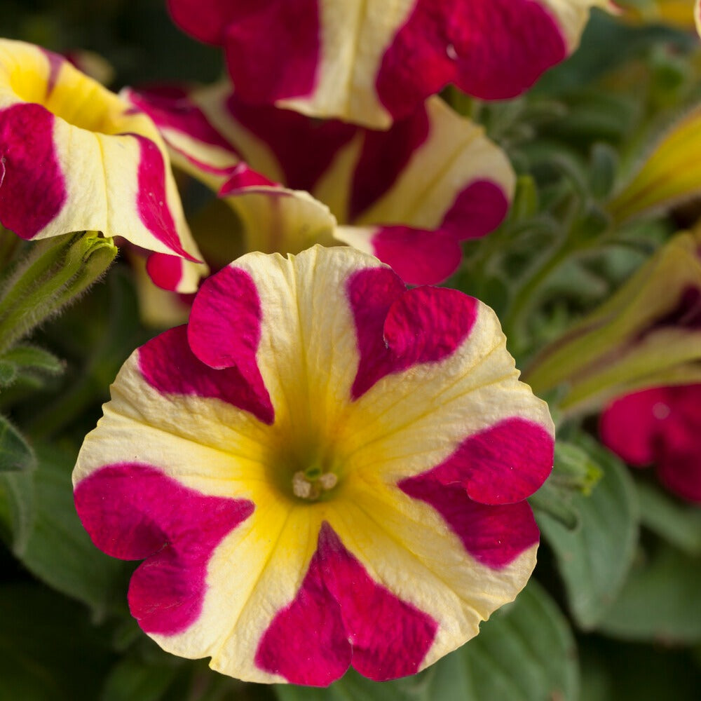 Petunia 'Amore Queen of Hearts' (x3) - Petunia amore queen of hearts - Bakker