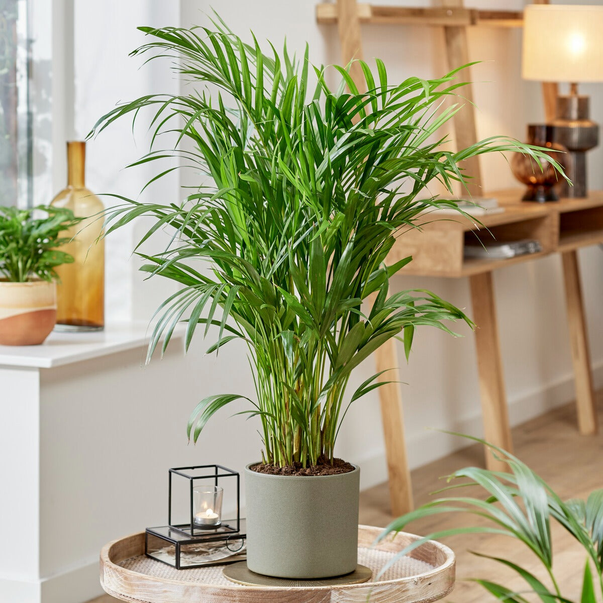 Areca palm - Dypsis lutescens - Bakker