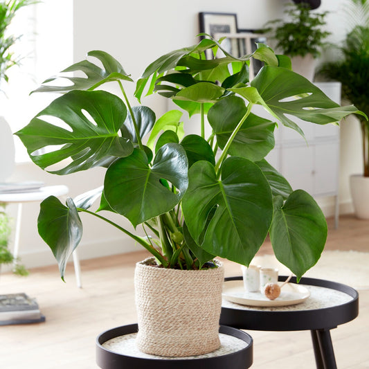 Gatenplant - Monstera deliciosa - Kamerplanten