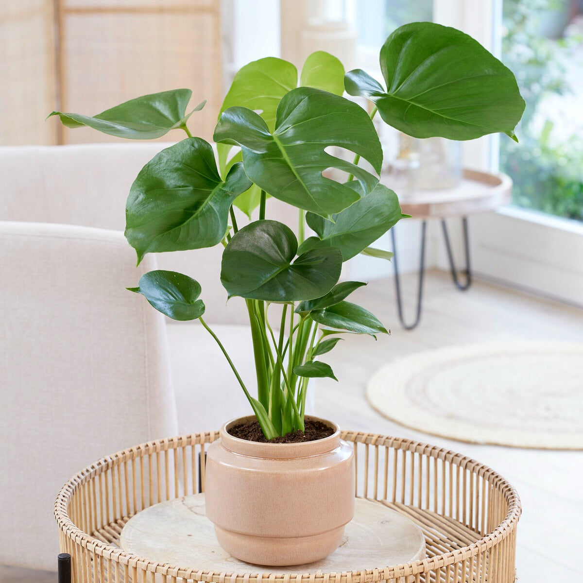 luchtwortel monstera Philodendron Monstera deliciosa