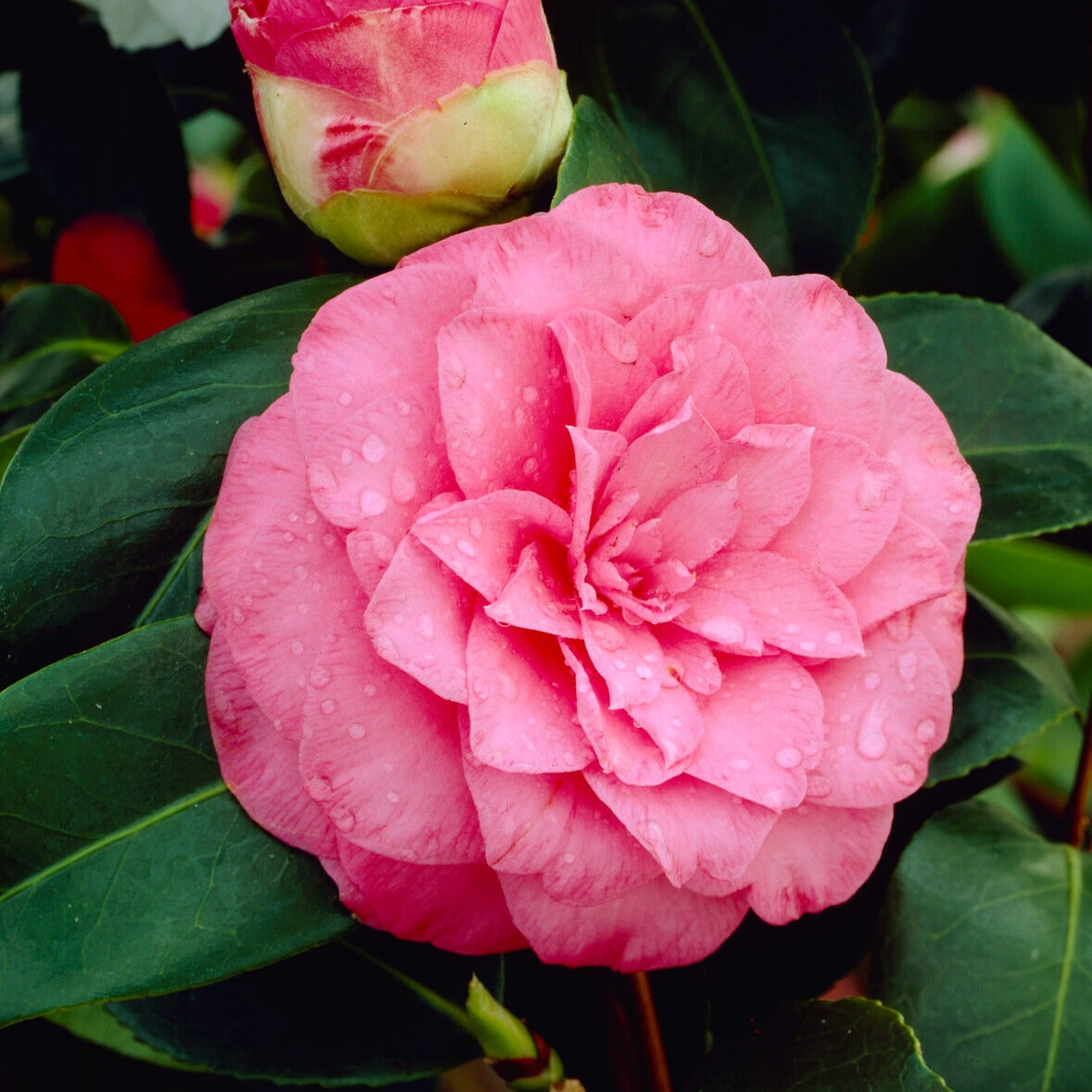 Verkoop Dubbelbloemige Japanse roos - Camellia Mathotiana rosea