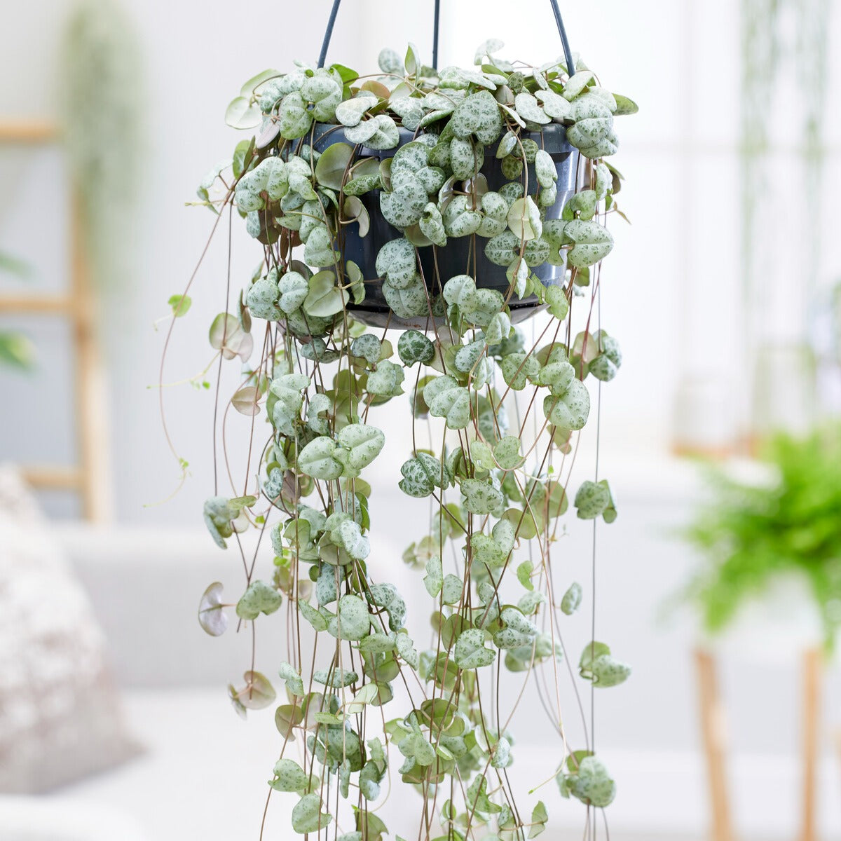 Ceropegia woodii - Chinees lantaarntje - Vetplanten voor binnen