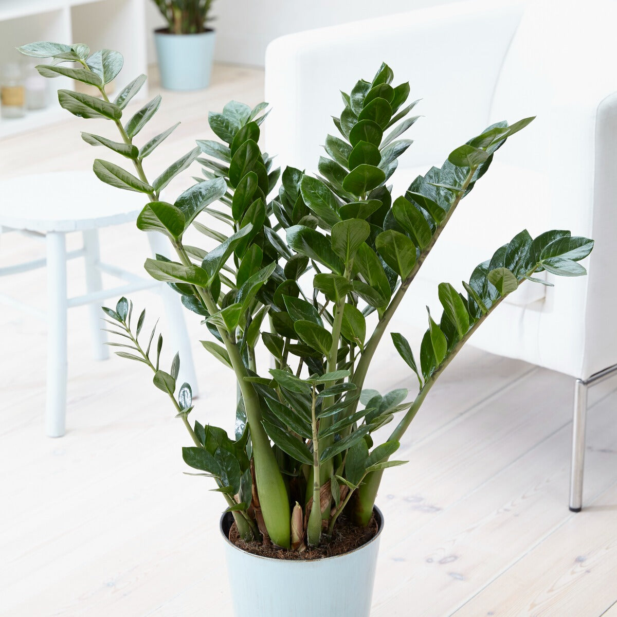 ZZ Palm - Zamioculcas zamiifolia - Bakker