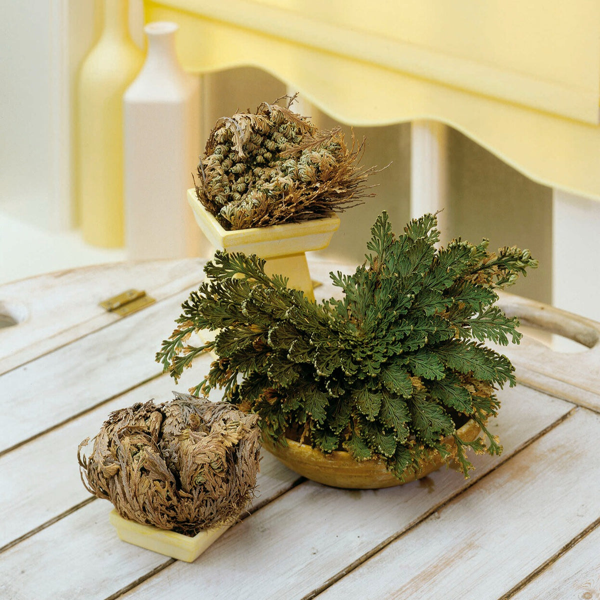 Roos van Jericho - Selaginella lepidophylla - Bakker