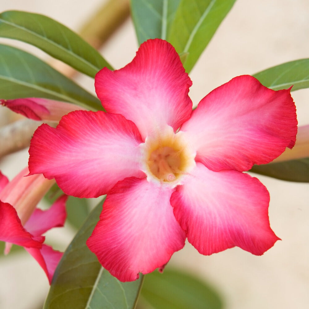 Woestijnroos en pot - Adenium obesum - Bakker