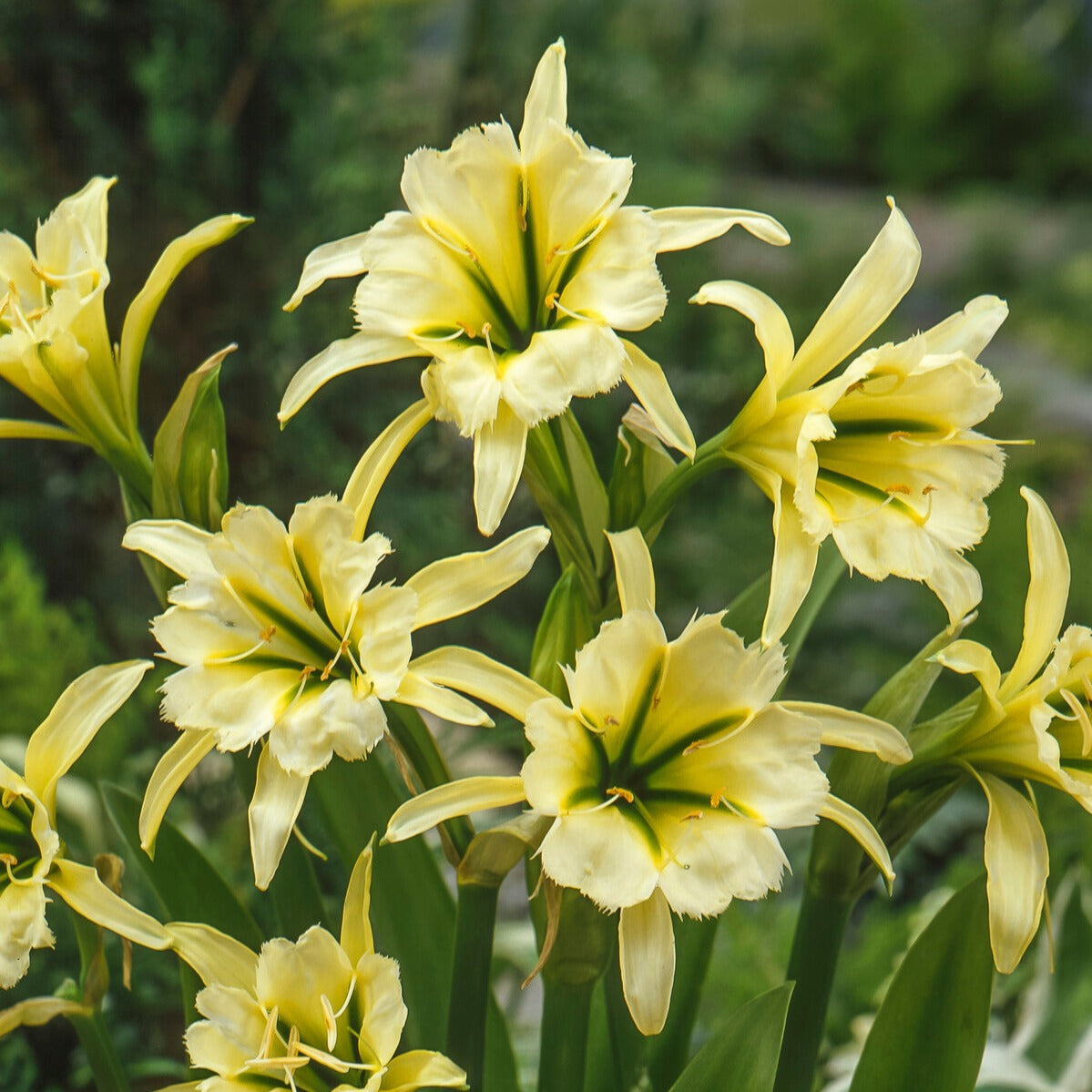 Ismene 'Sulpur Queen' (x2) - Hymenocallis festalis sulphur queen - Bakker