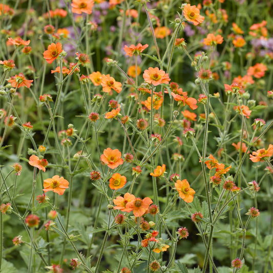 Nagelkruid Totally Tangerine - Bakker