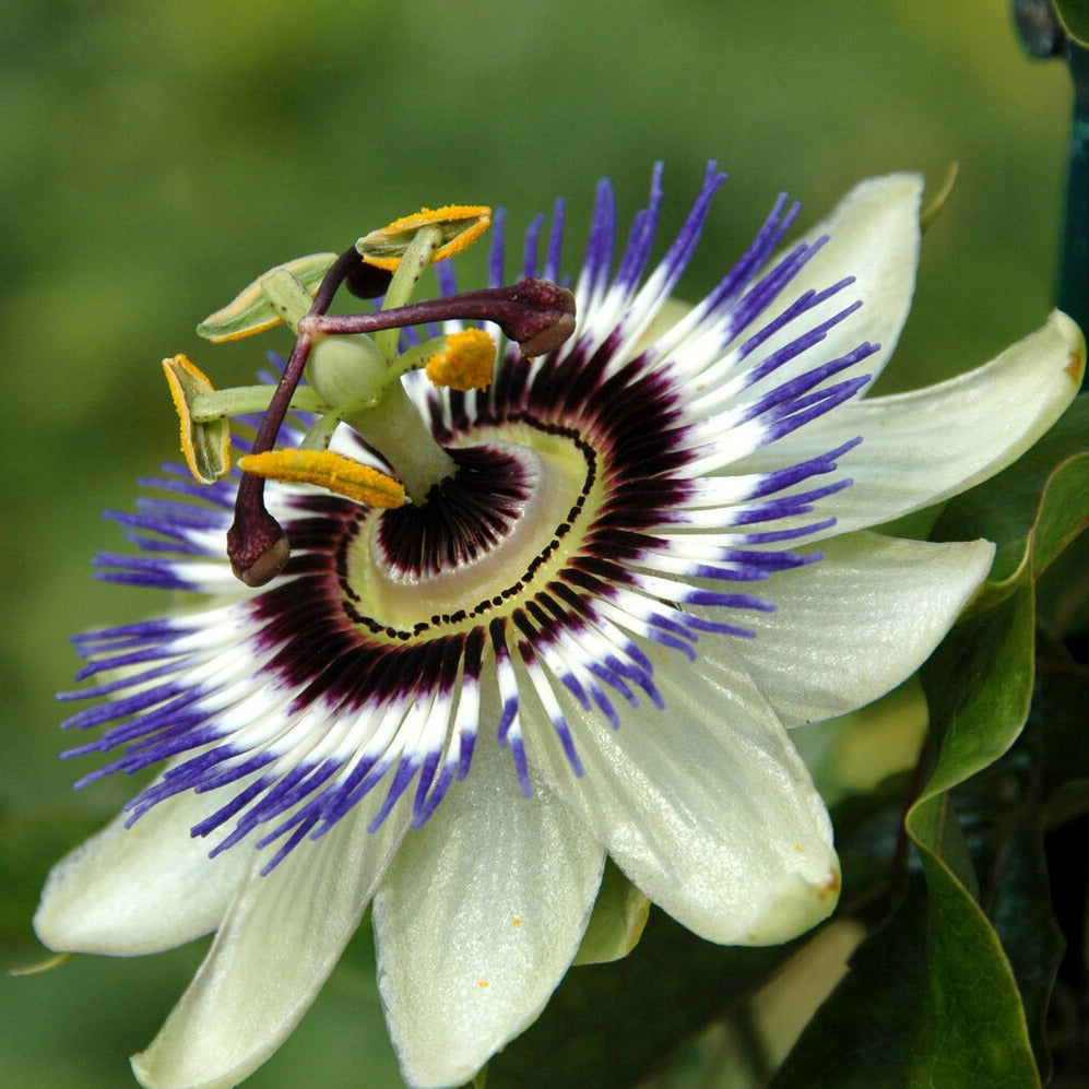 Passiebloem - Passiflora caerulea - Bakker