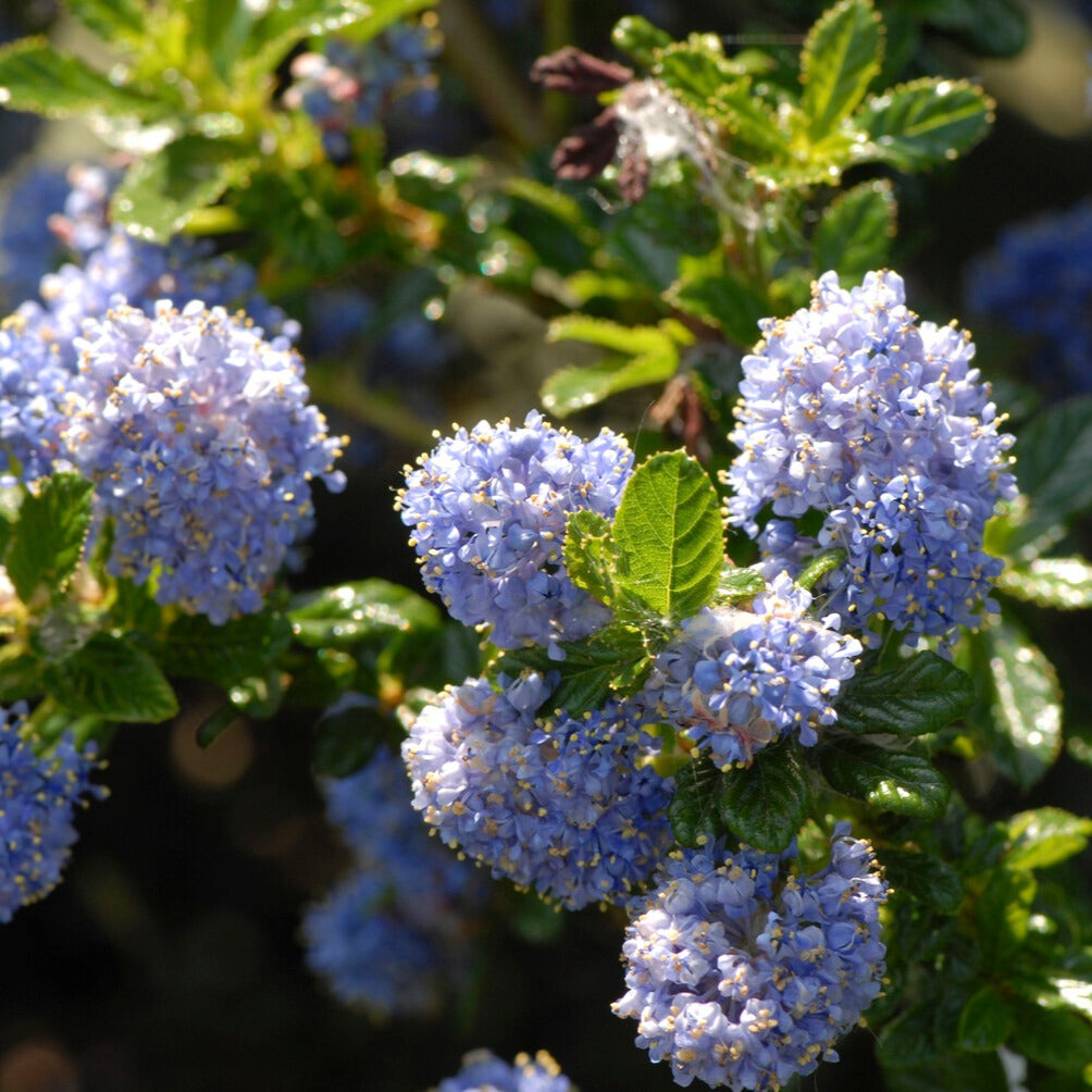 Amerikaanse sering 'Blue Mound' op stam - Bakker