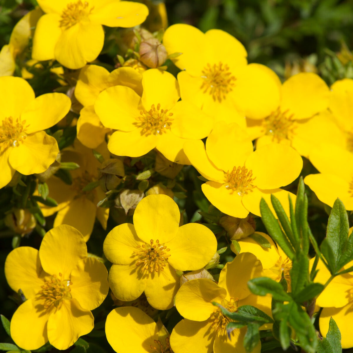 Ganzerik 'Goldfinger' - Bakker