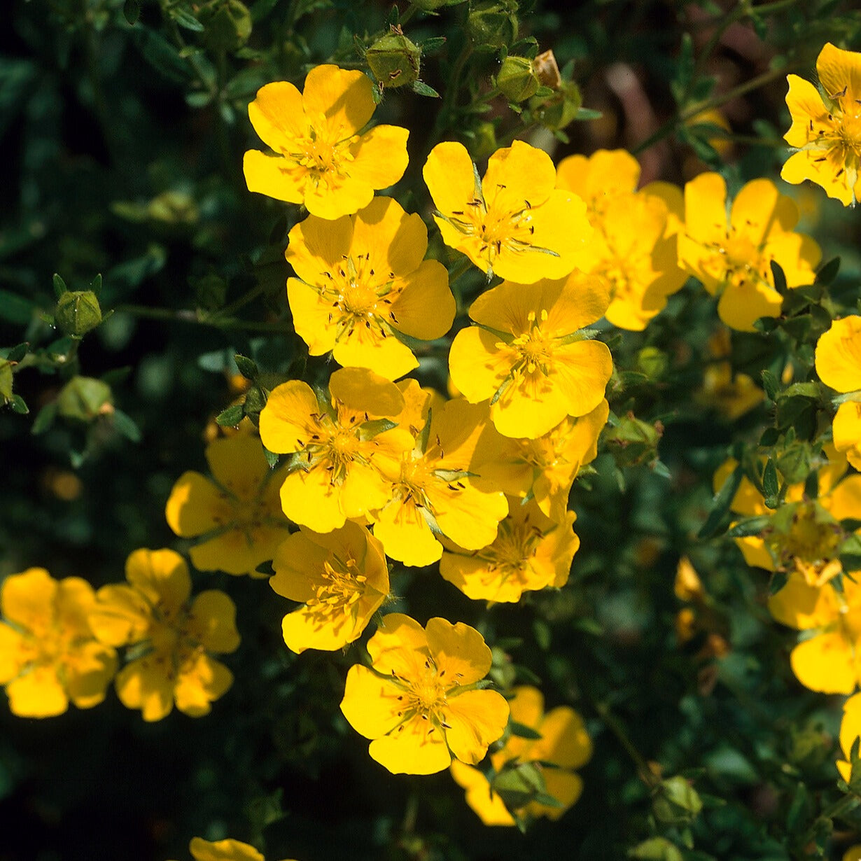 Ganzerik 'Goldfinger' - Potentilla fruticosa Goldfinger - Bakker