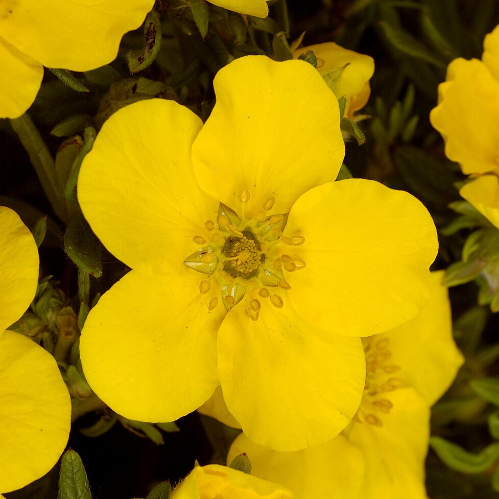 Potentilla fruticosa Goldfinger - Ganzerik 'Goldfinger' - Bloeiende heesters