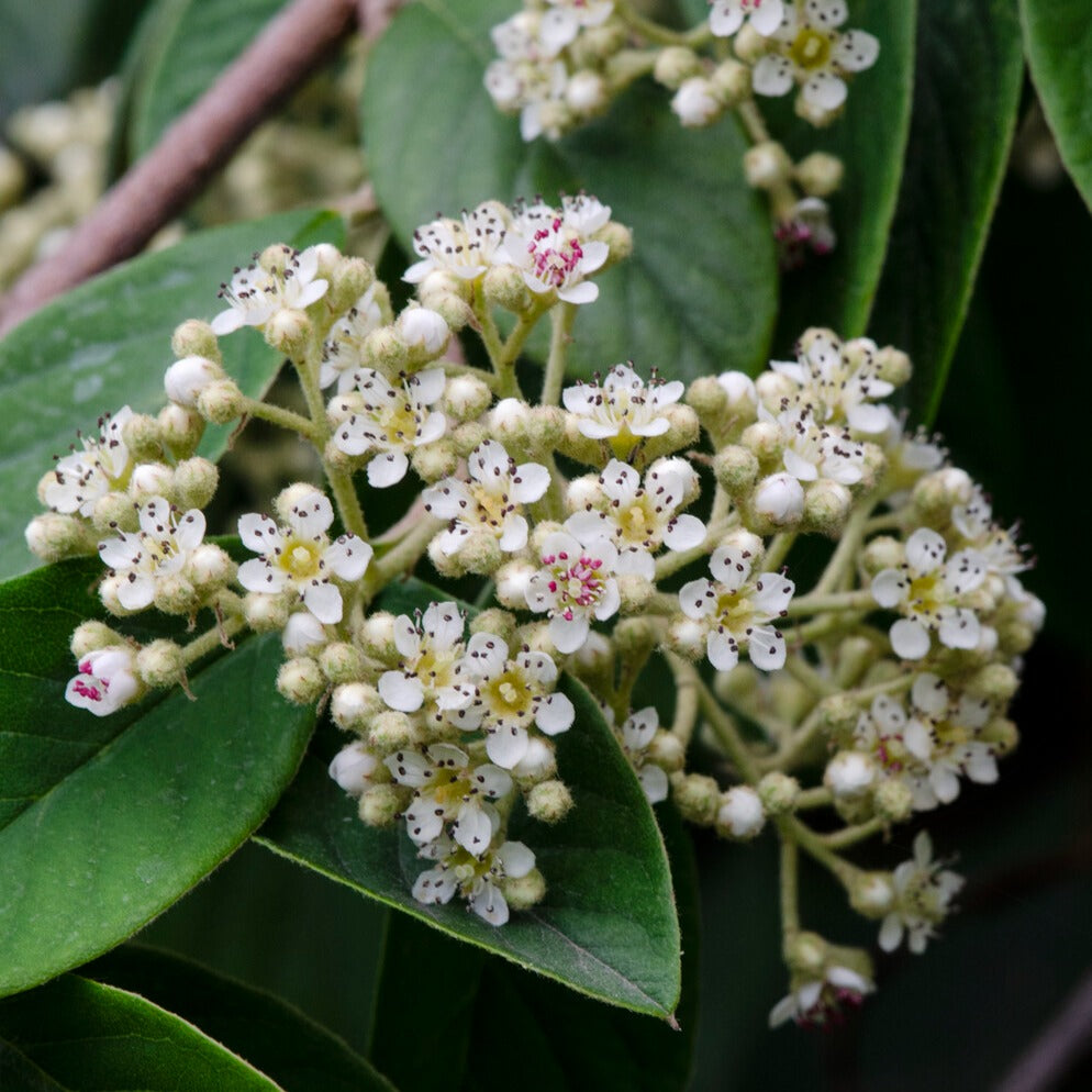 Grootbladige dwergmispel - Cotoneaster lacteus - Bakker
