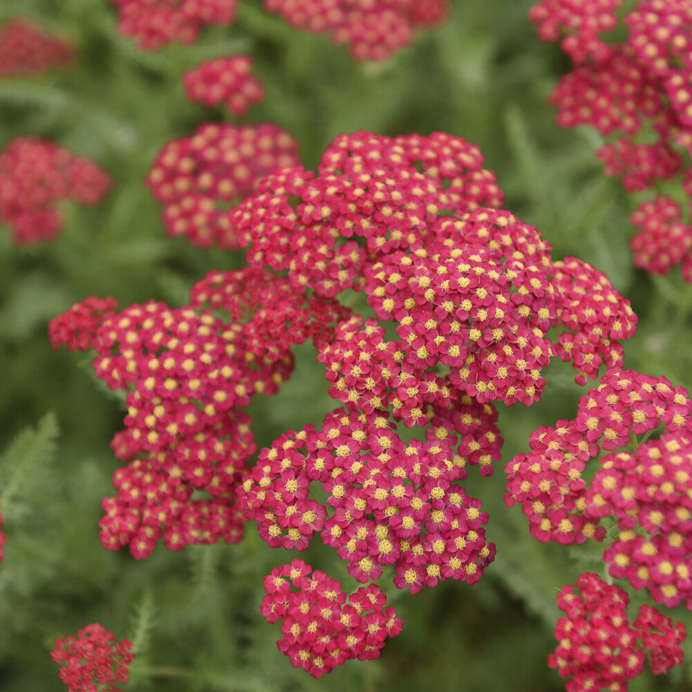 Duizendblad millefeuille Paprika - Achillea millefolium Paprika - Bakker