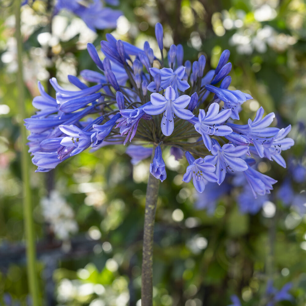 Afrikaanse lelie Doctor Brouwer - Agapanthus x africanus Doctor Brouwer - Bakker