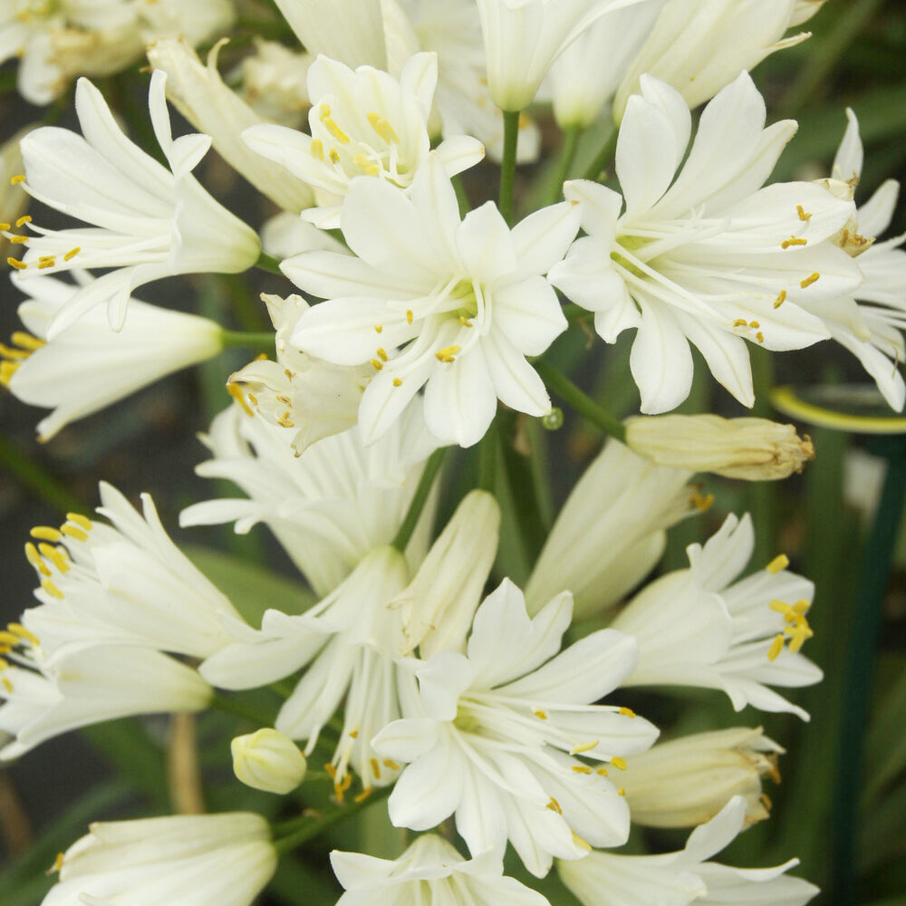 Agapanthus - Afrikaanse lelie Double Diamond - Agapanthus rfdd double diamond