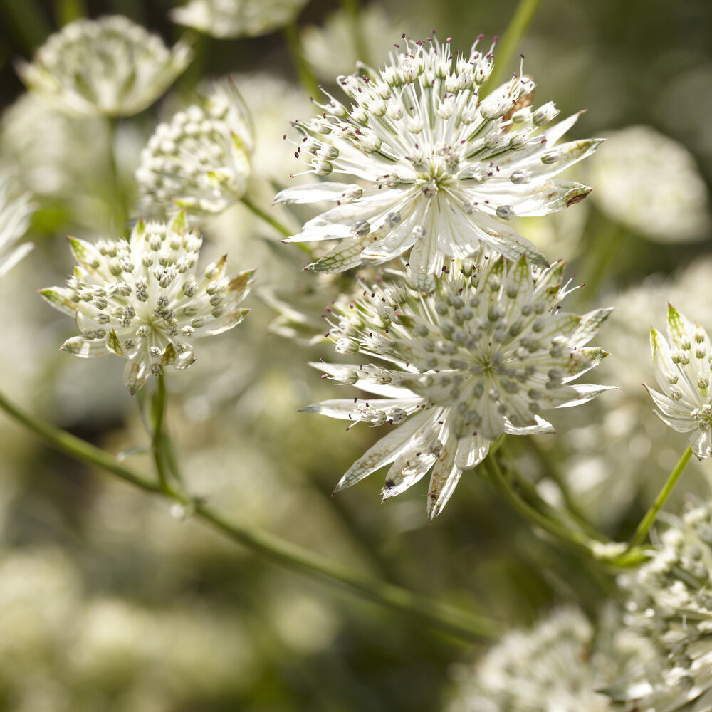 Zeeuws knoopje Star of Billion - Astrantia major Star of Billion - Bakker
